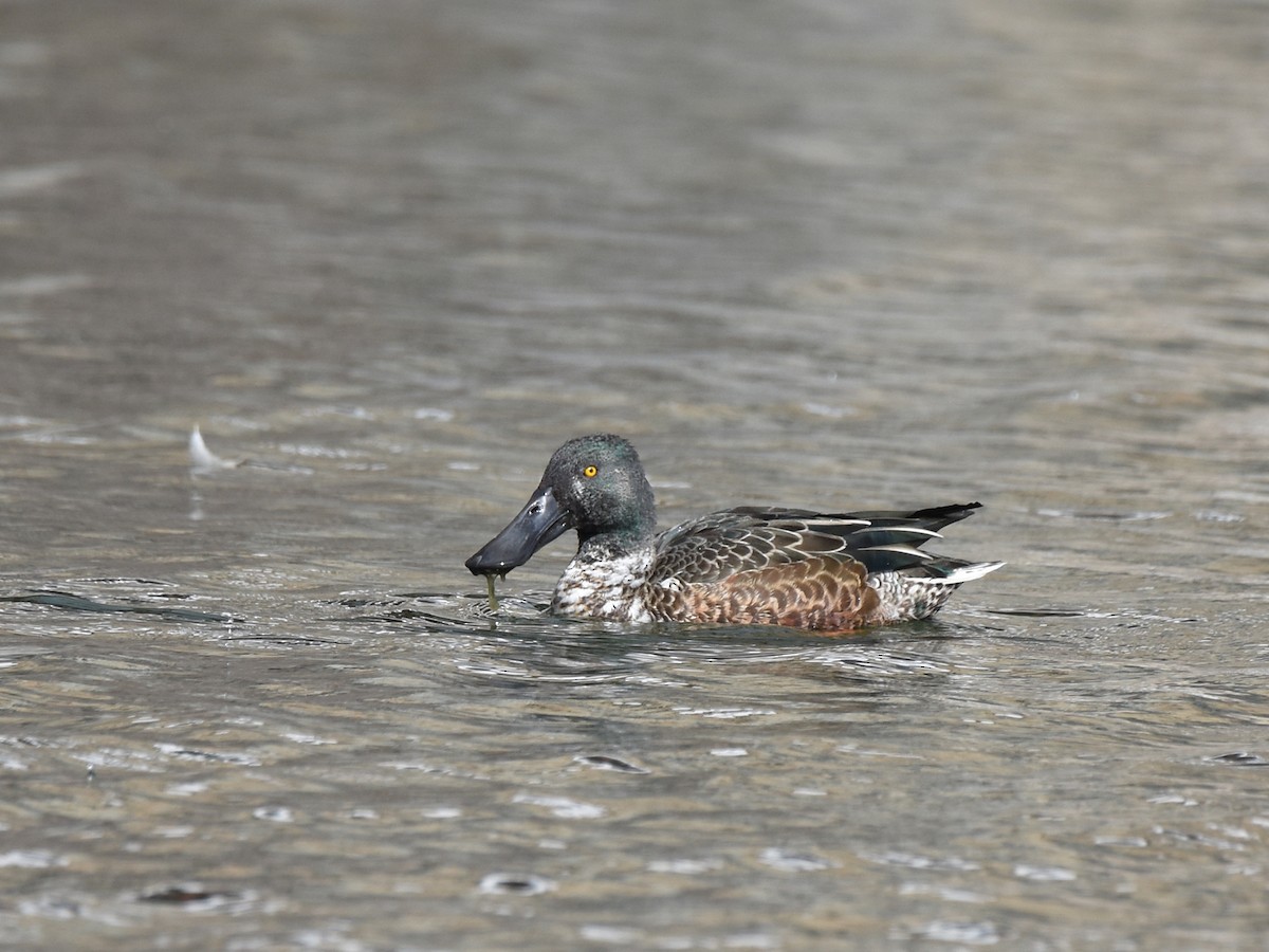 skjeand - ML644576757