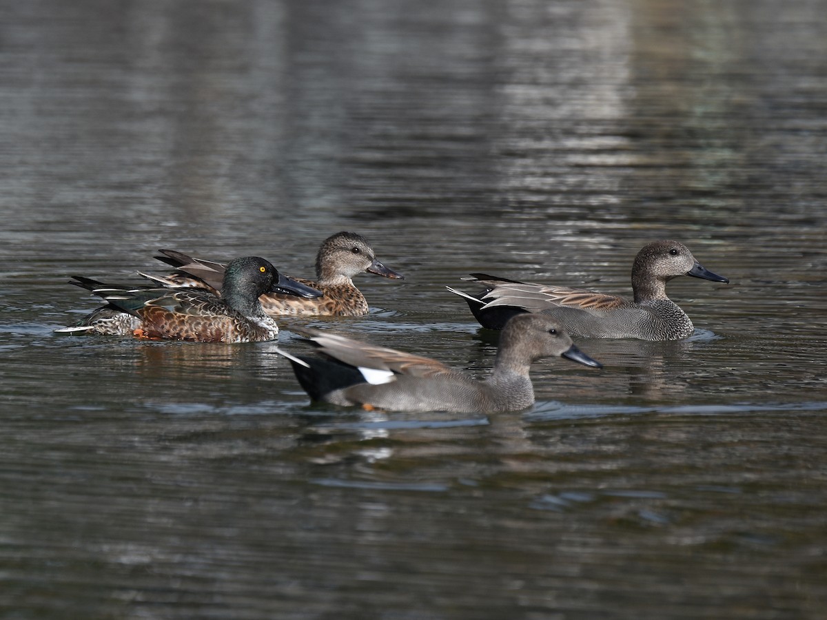 snadderand - ML644576758