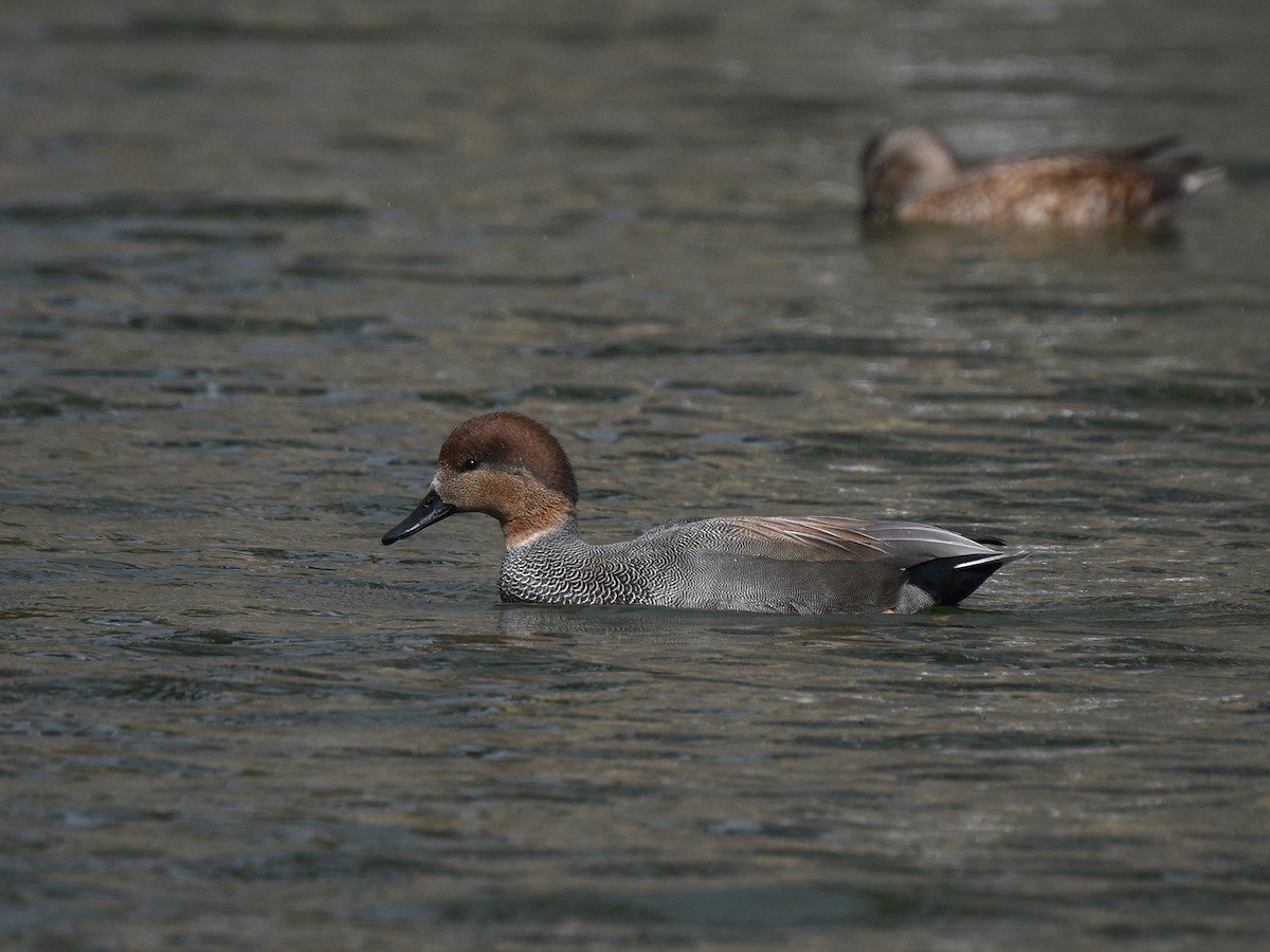 snadderand - ML644576759