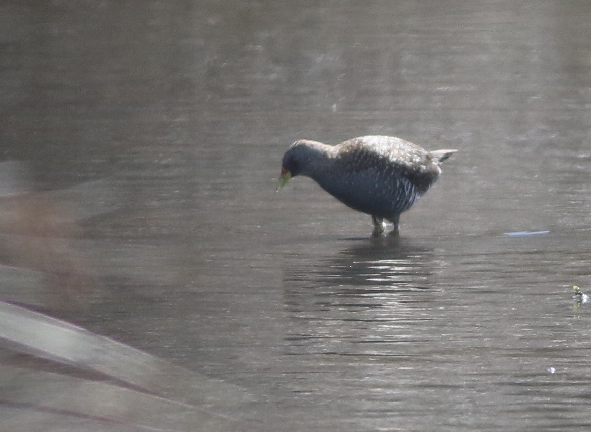 sivrikse - ML644576760