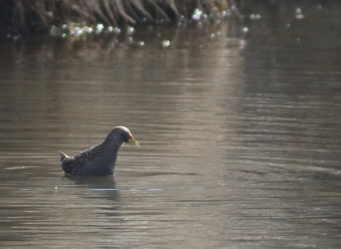 sivrikse - ML644576761