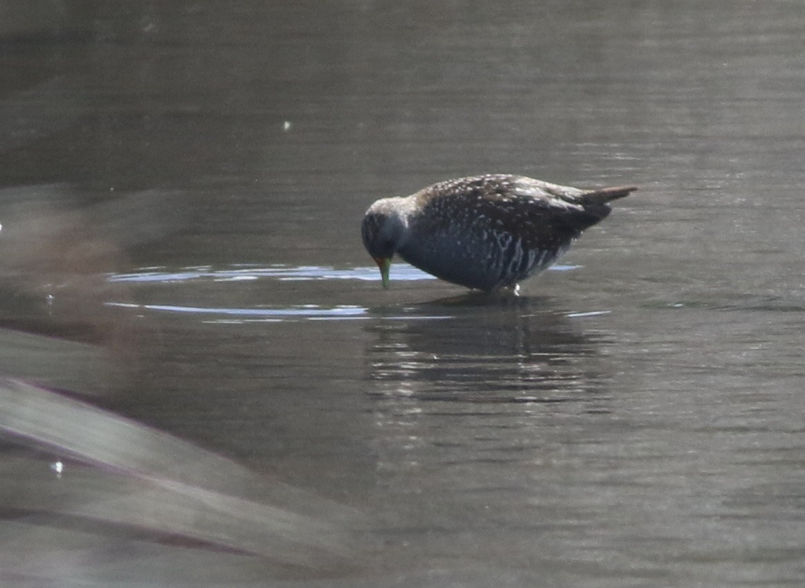 sivrikse - ML644576762