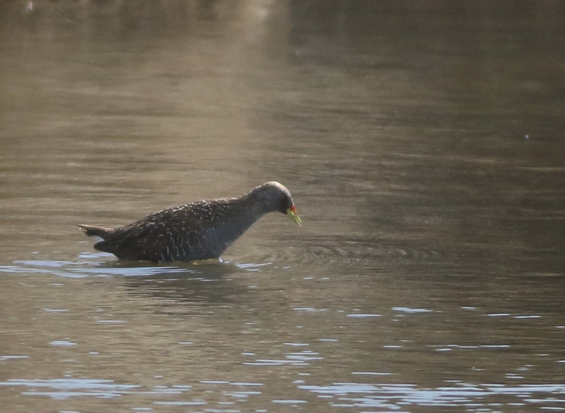 sivrikse - ML644576763