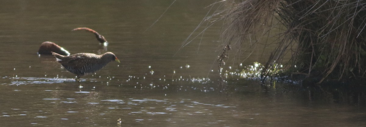 sivrikse - ML644576764