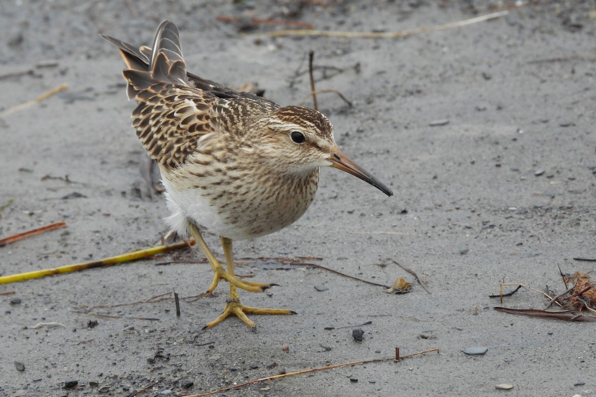 alaskasnipe - ML644576765