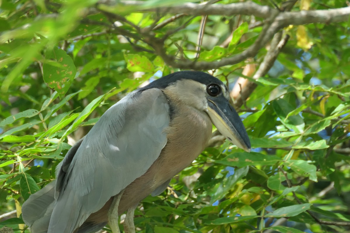 båtnebbhegre - ML644576766