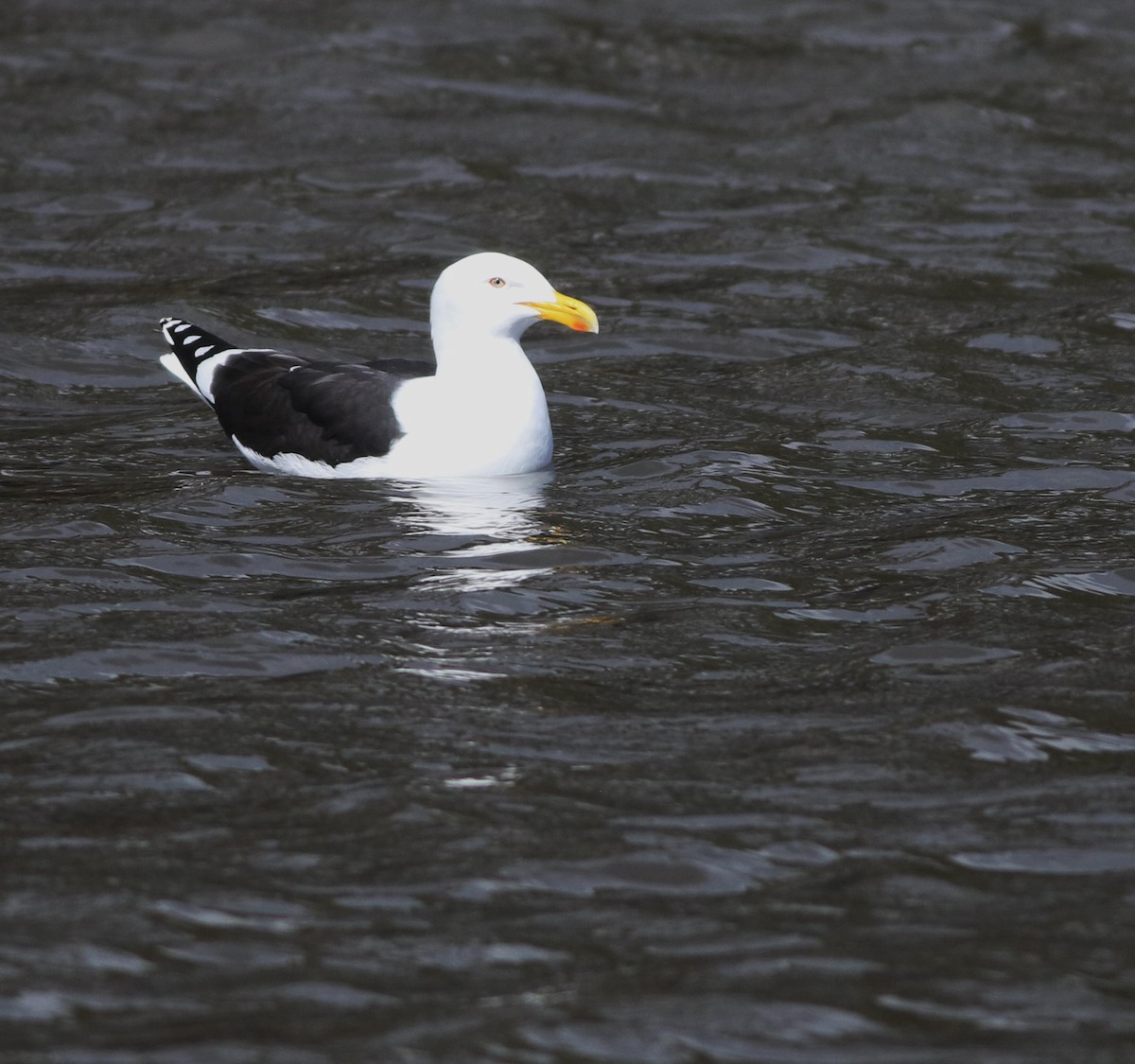 taremåke - ML644576768