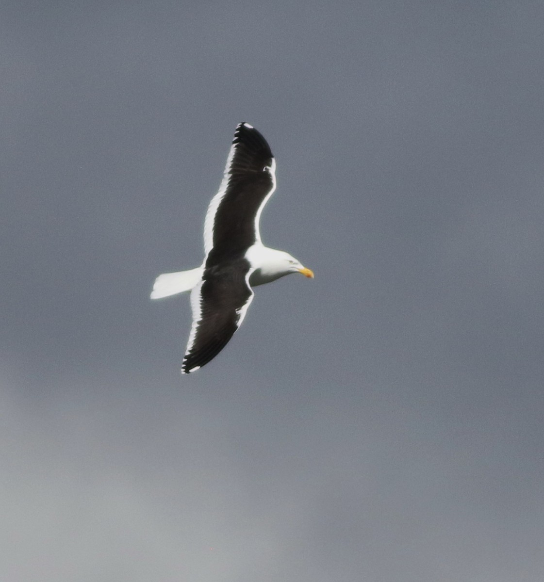 taremåke - ML644576769