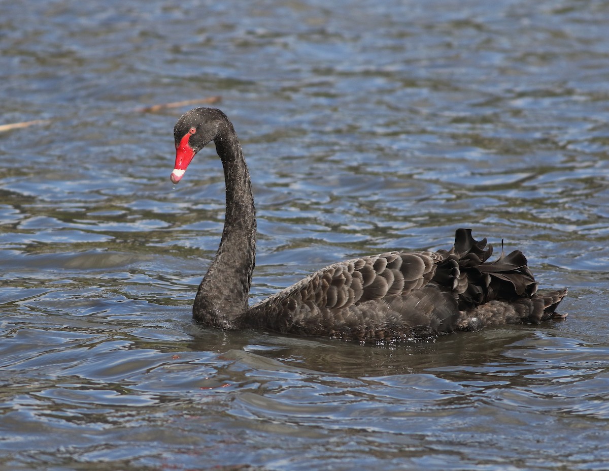 svartsvane - ML644576770