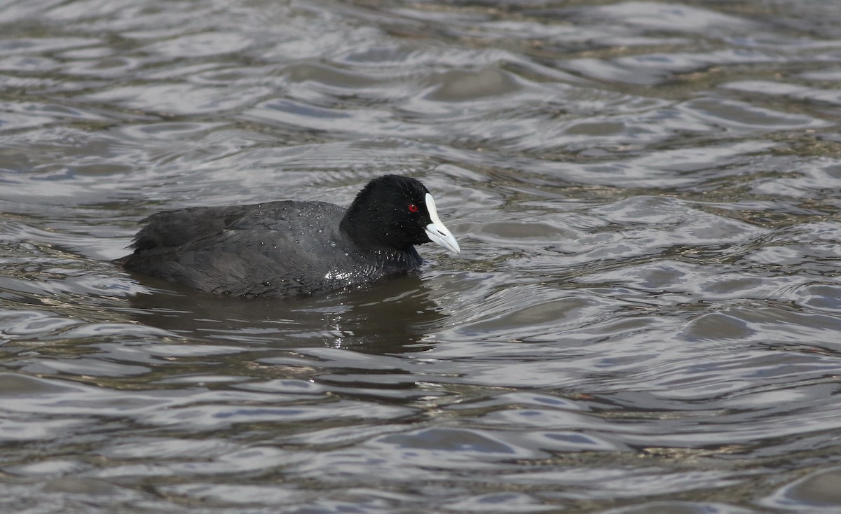 sothøne - ML644576772