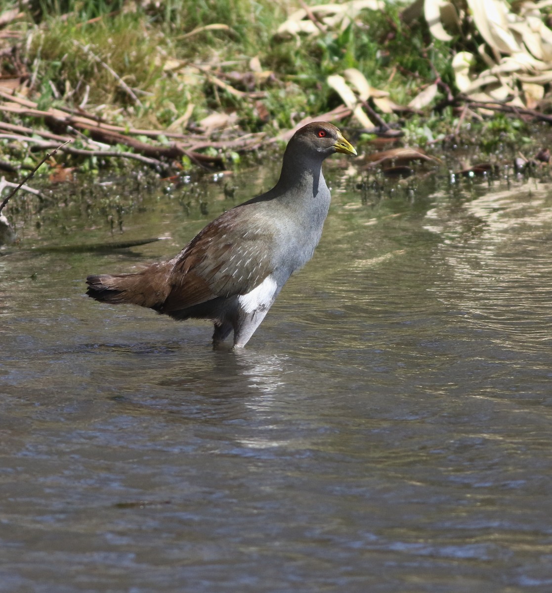 tasmansivhøne - ML644576773