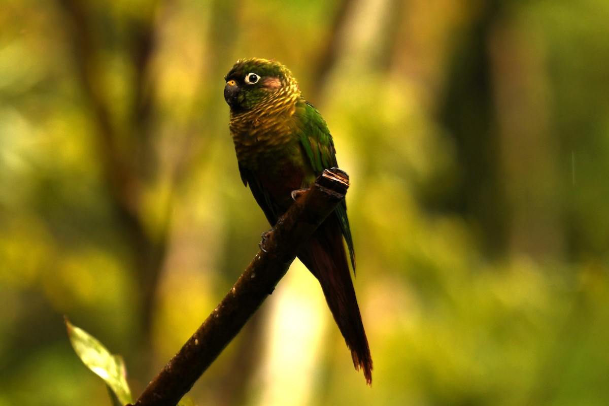 rustpanneparakitt - ML644576774