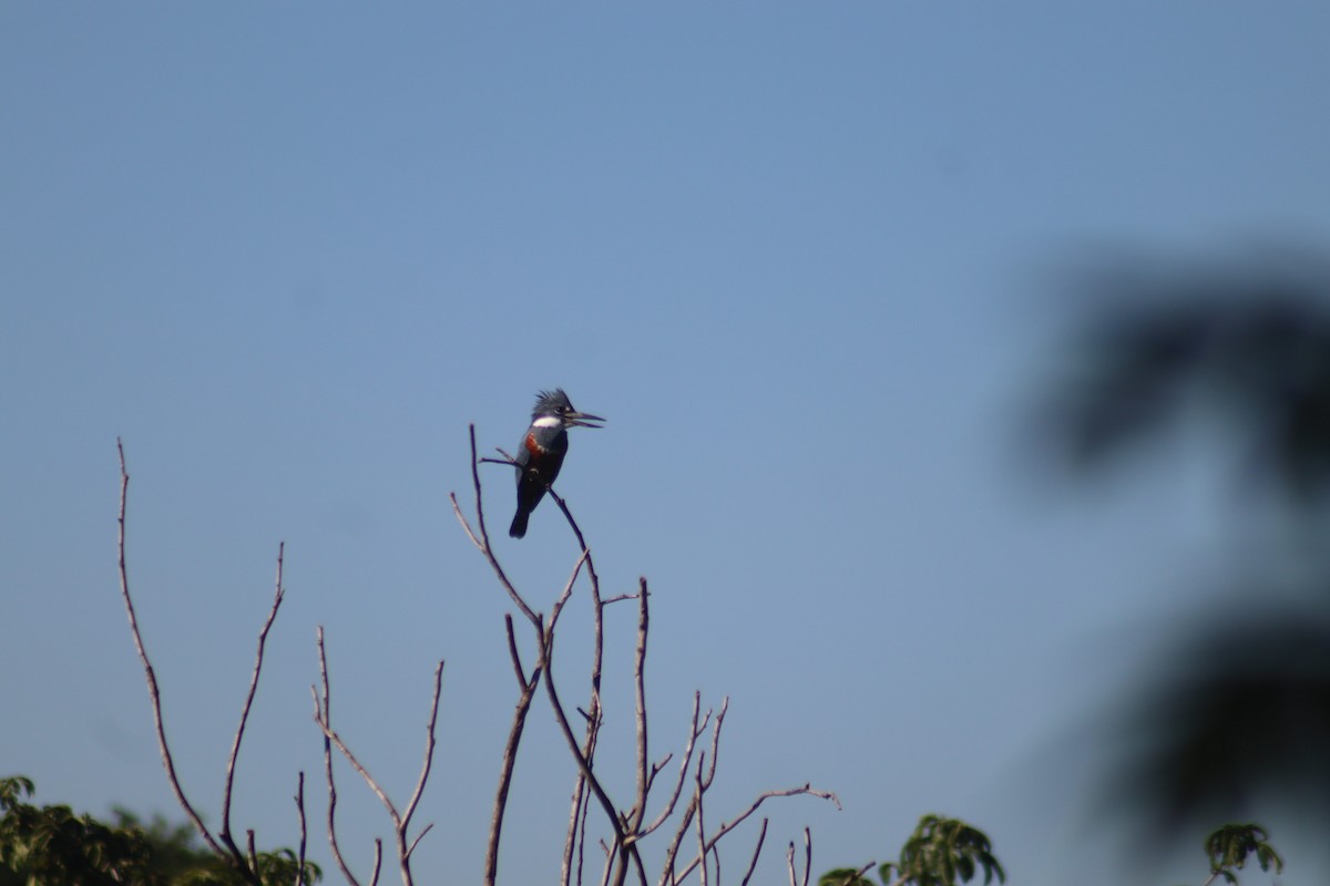 Ringed Kingfisher - ML644576775