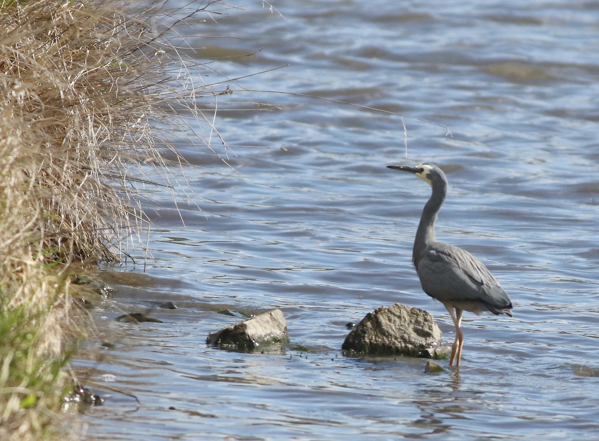 hvitmaskehegre - ML644576776