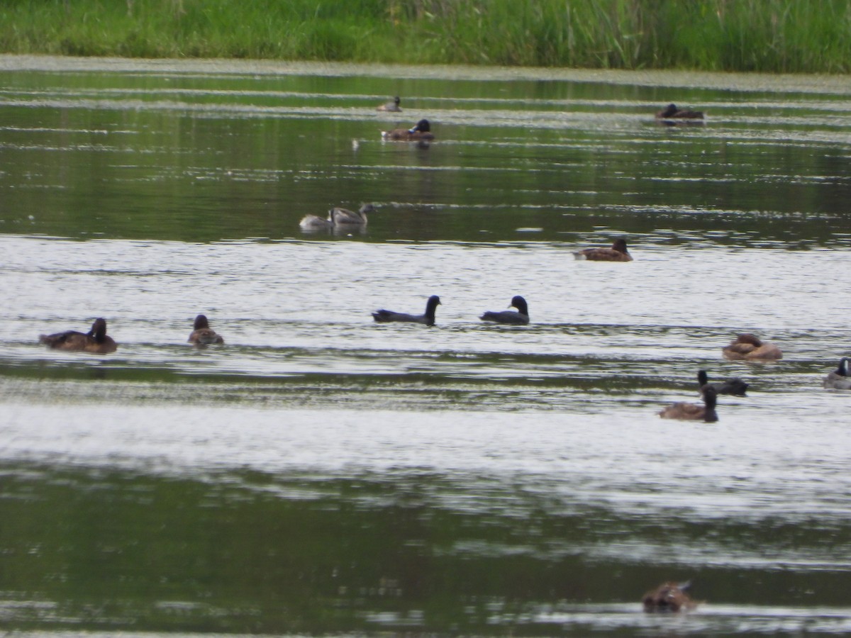 Hoary-headed Grebe - ML644576777