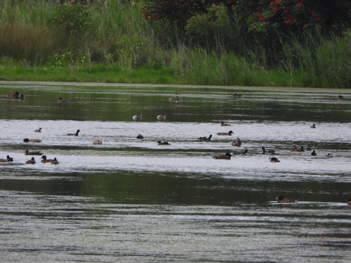 Hoary-headed Grebe - ML644576783