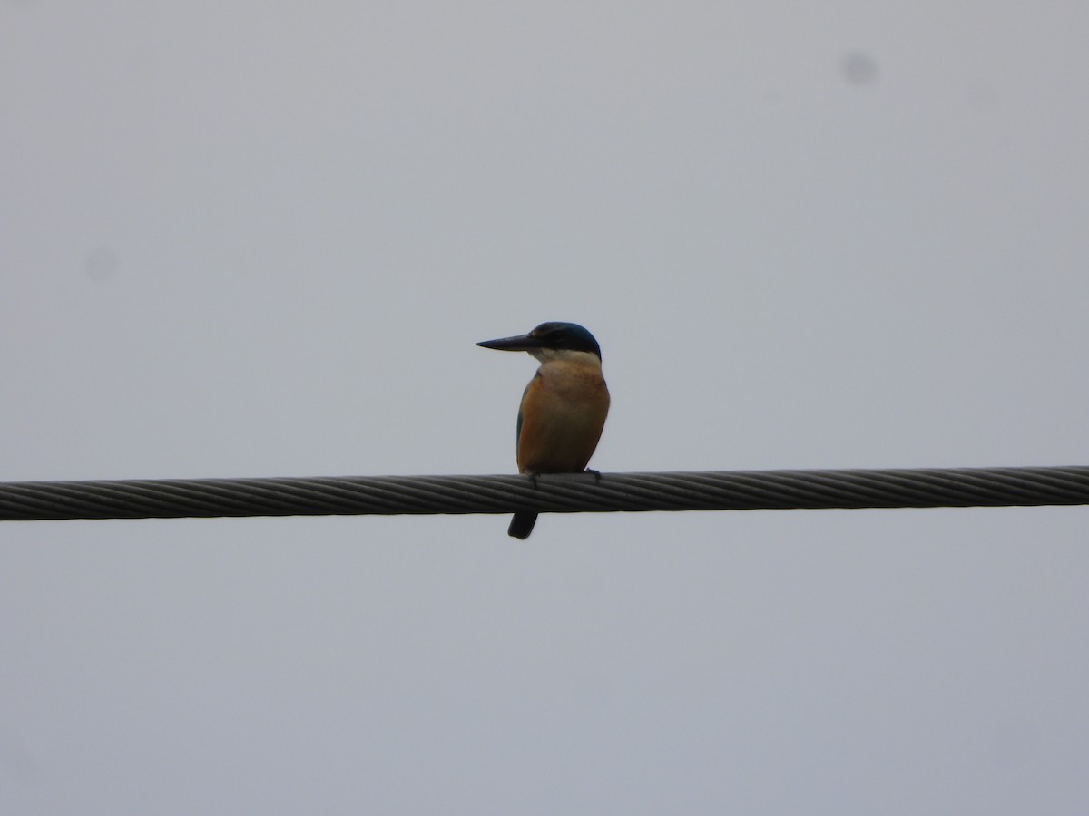 maskaraisfugl - ML644576785