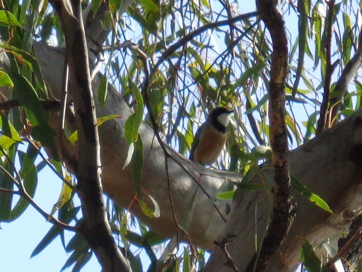 Rufous Whistler - ML644576788