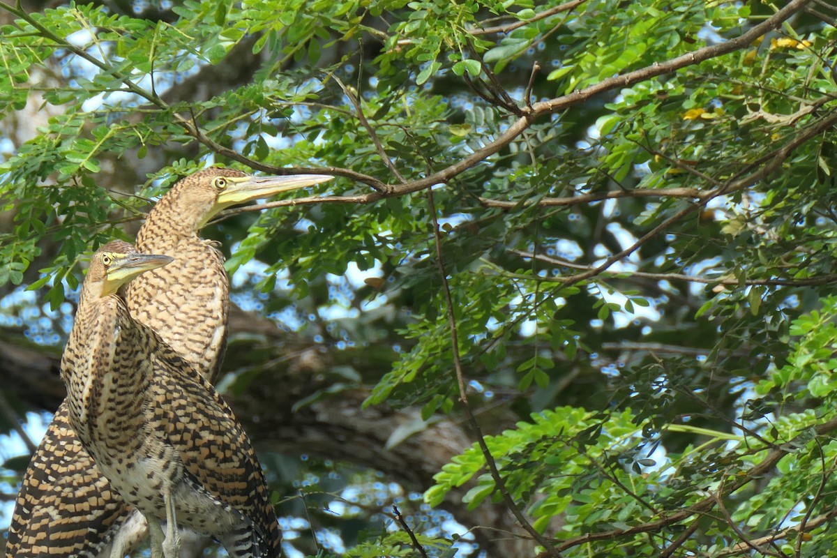 gråkinntigerhegre - ML644576789