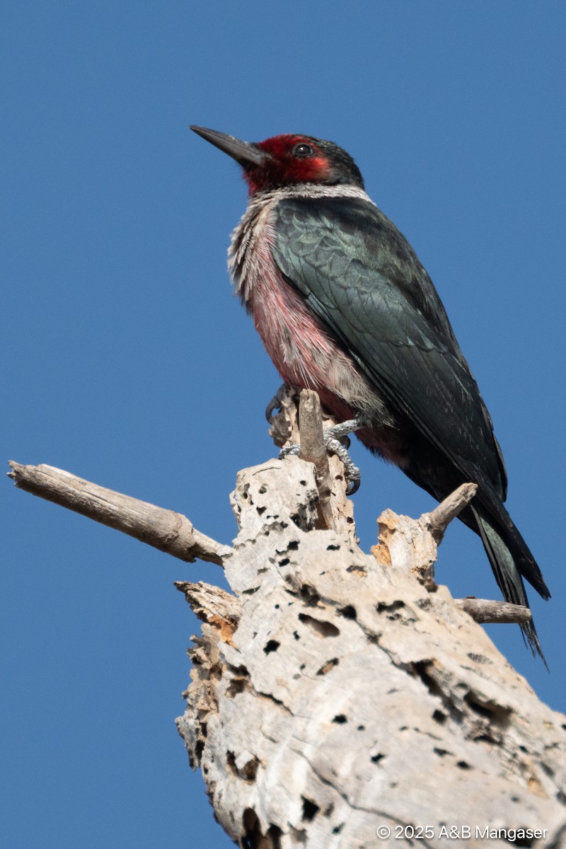 Lewis's Woodpecker - ML644576792
