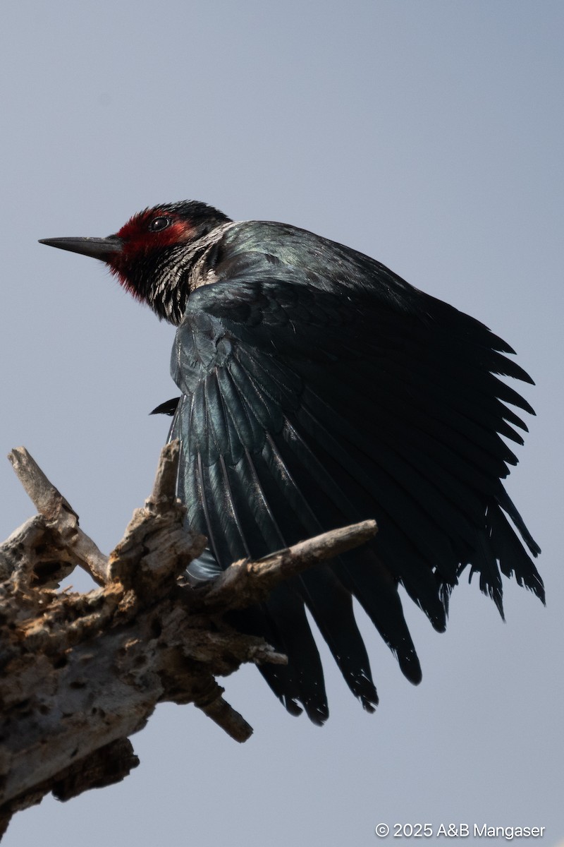 Lewis's Woodpecker - ML644576793