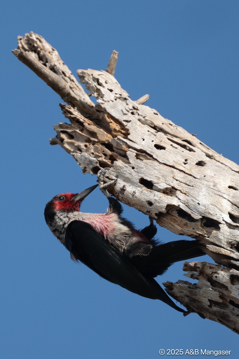Lewis's Woodpecker - ML644576794