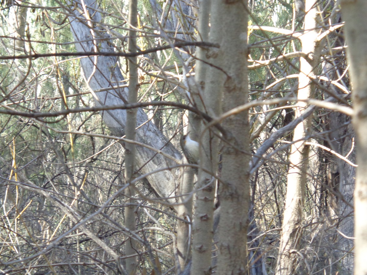 White-throated Treecreeper - ML644576797