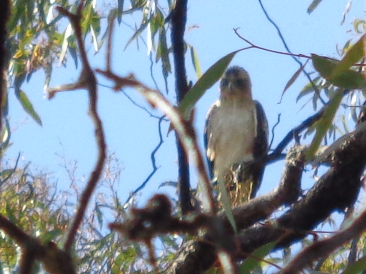 Орел-карлик австралійський - ML644576799