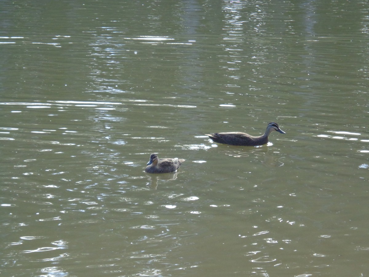 Pacific Black Duck - ML644576801