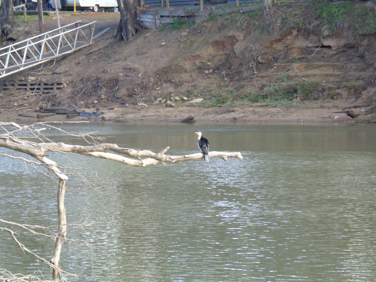 Little Pied Cormorant - ML644576802