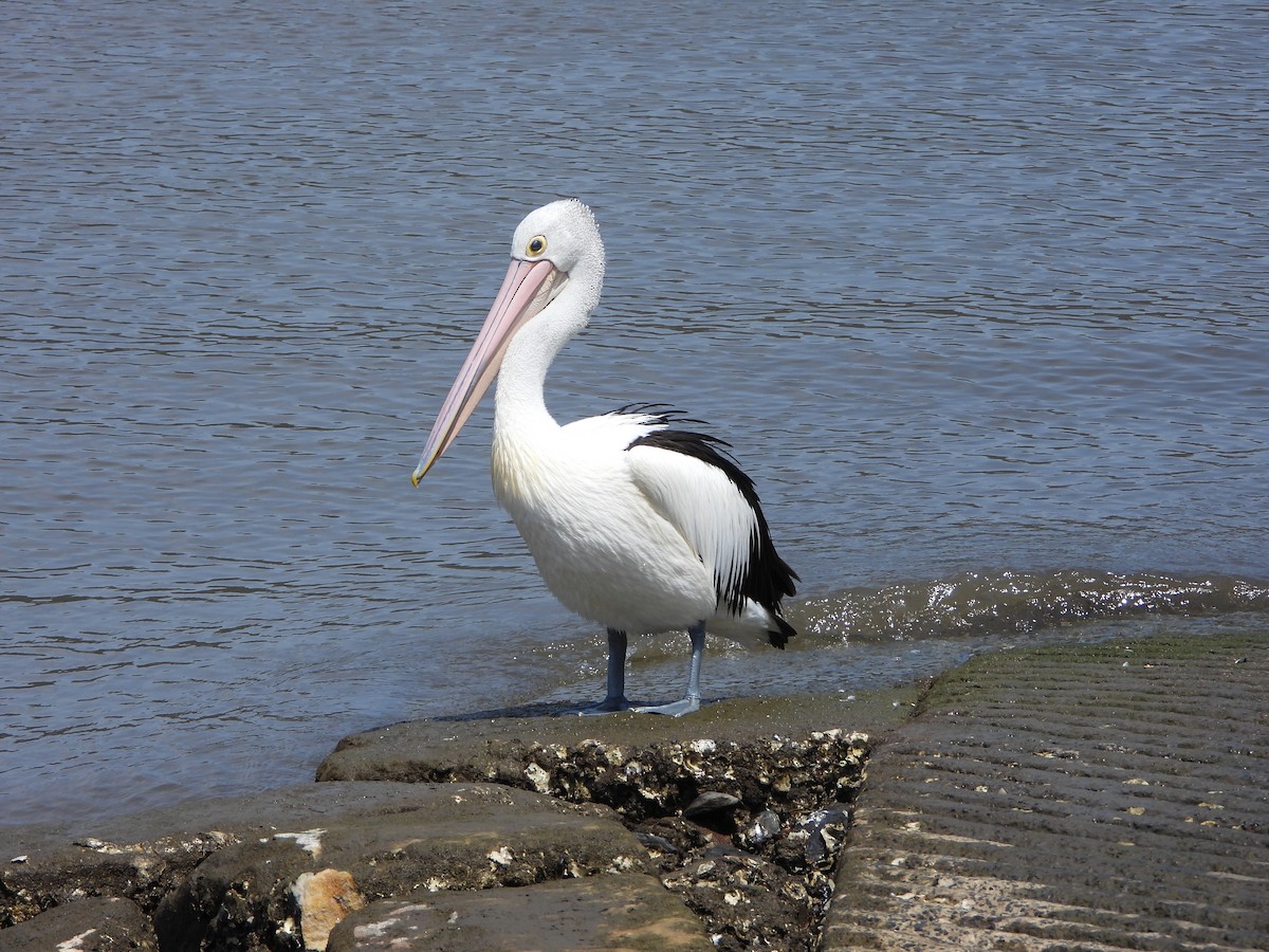 australiapelikan - ML644576803