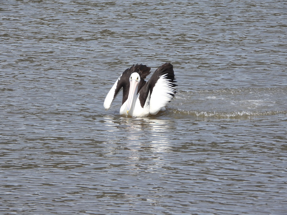 australiapelikan - ML644576805