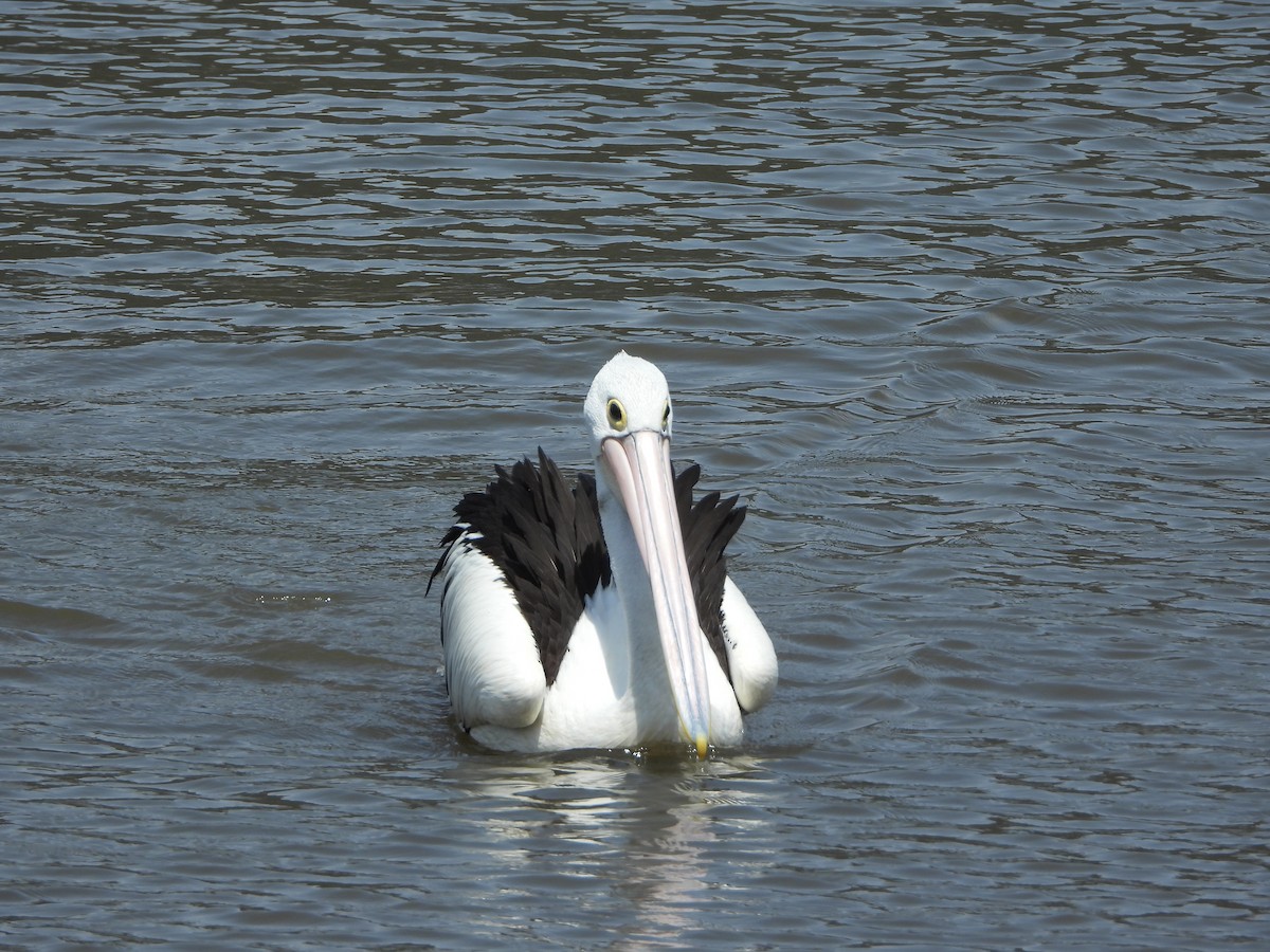 australiapelikan - ML644576806