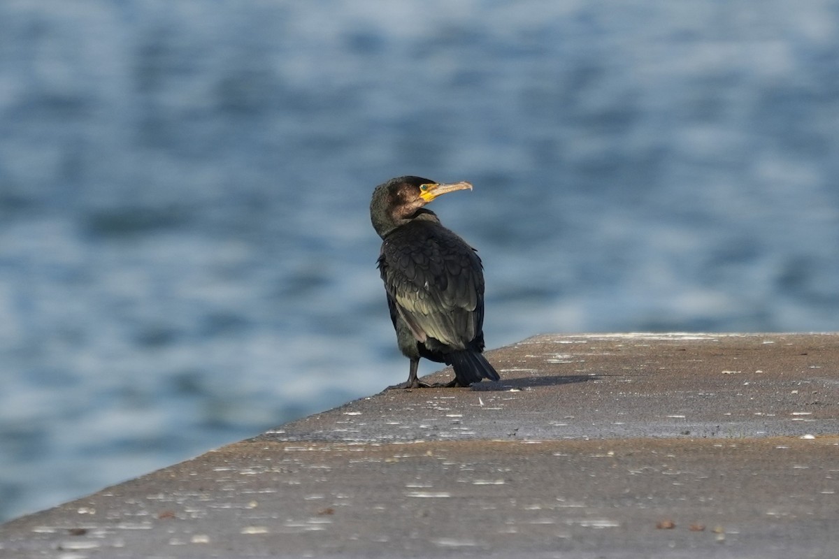 Japanese Cormorant - ML644576807