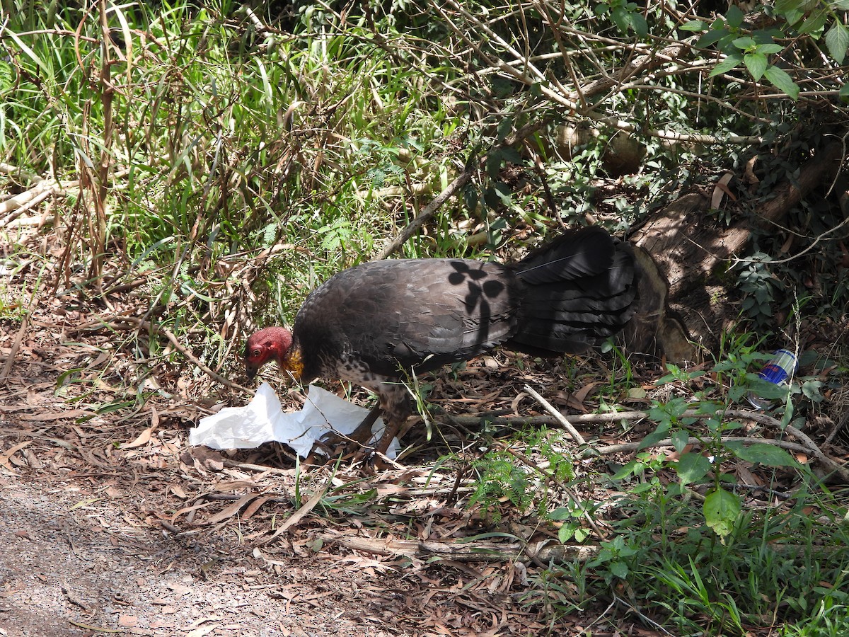 Australian Brushturkey - ML644576808