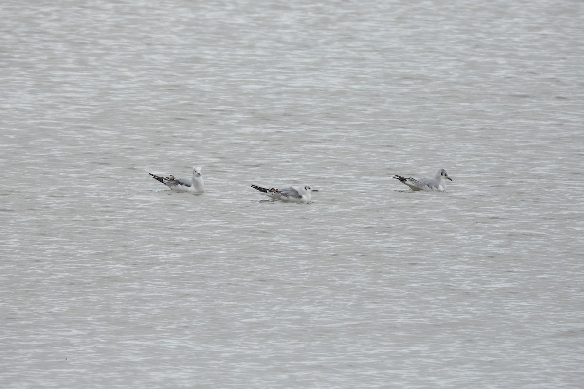 Gaviota de Bonaparte - ML644576810