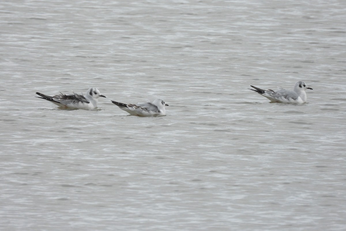 Gaviota de Bonaparte - ML644576811