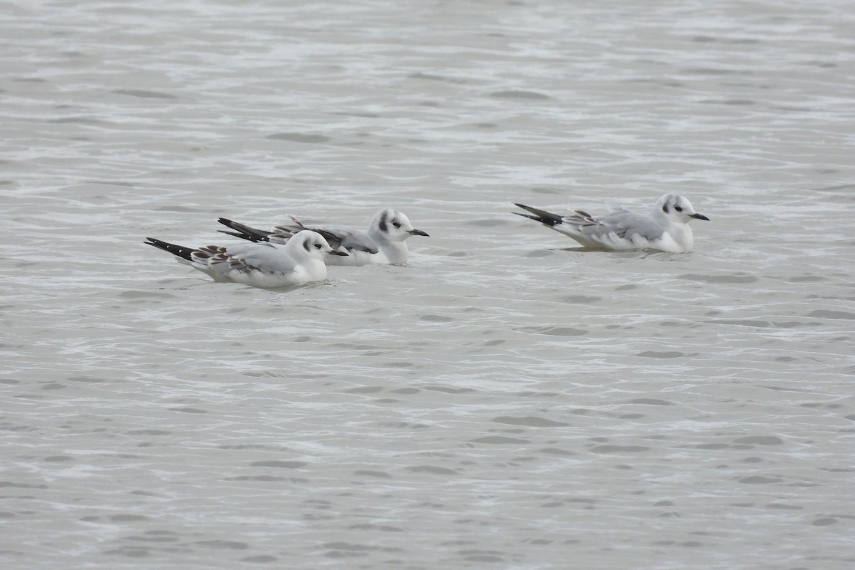 Gaviota de Bonaparte - ML644576812