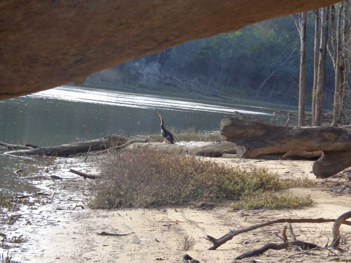 Australasian Darter - ML644576819