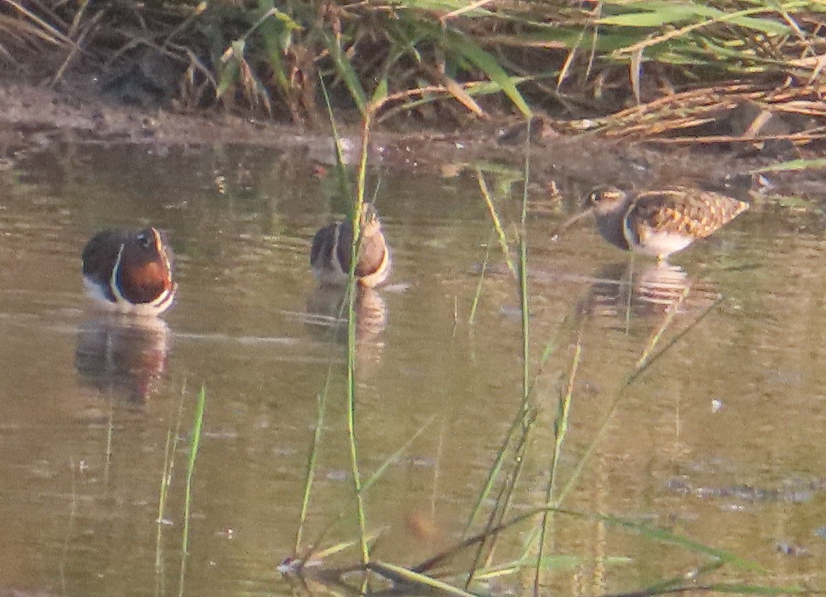 Өнгөт хараалжир - ML644576826