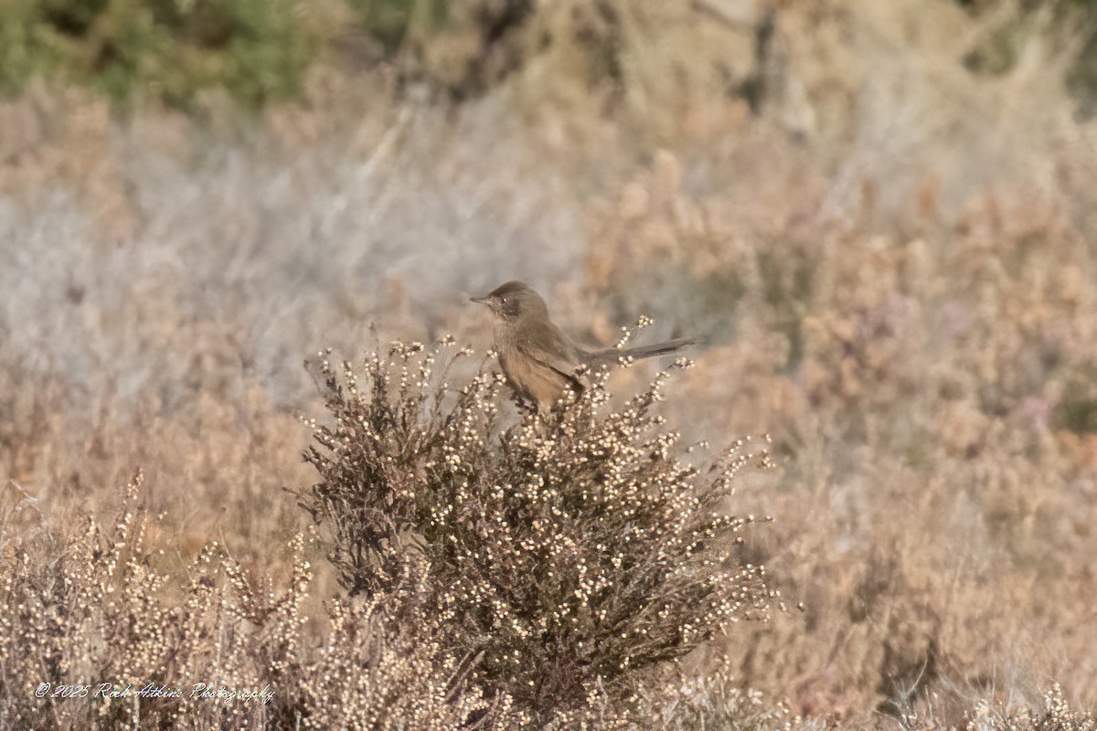 Etze-txinboa - ML644576827