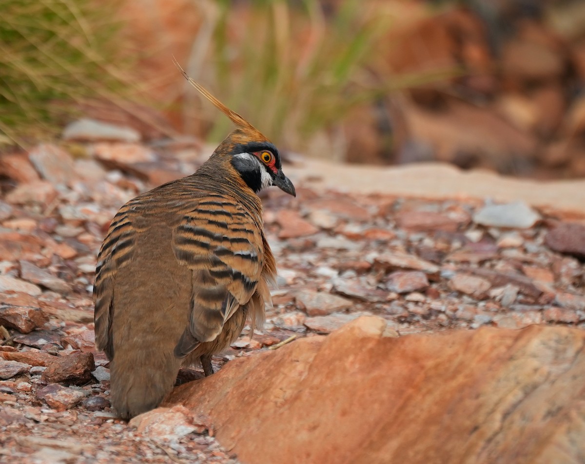 Острохохлый бронзовокрыл - ML644576837