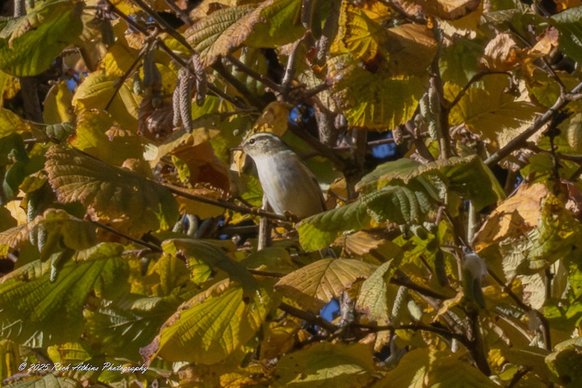 Борлог дууч шувуу - ML644576842