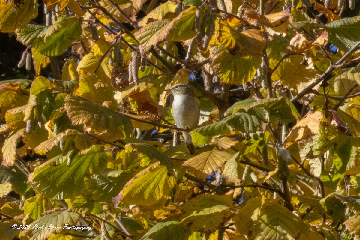 Борлог дууч шувуу - ML644576843