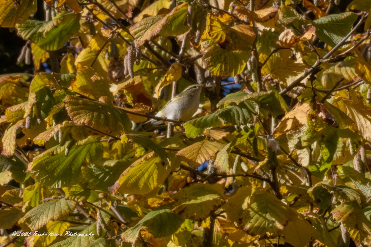 Борлог дууч шувуу - ML644576844