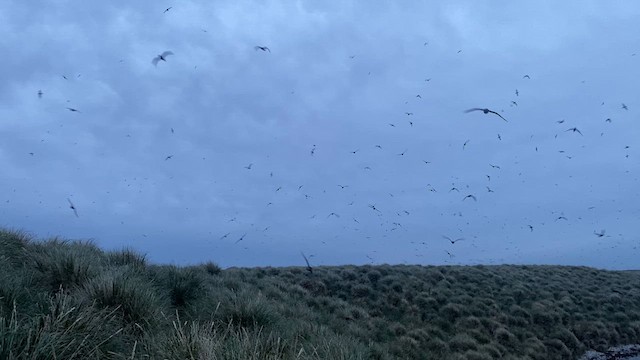 灰水薙鳥 - ML644576847