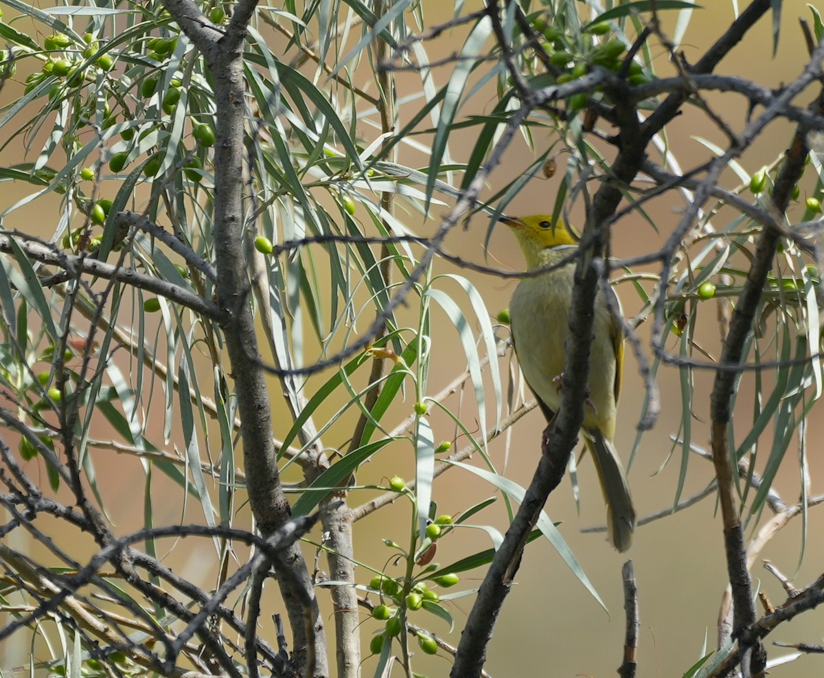 Медник блідий - ML644576850