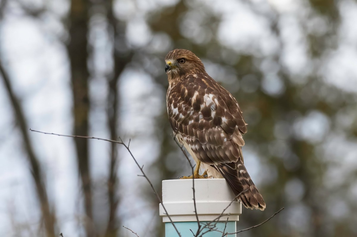 Red-shouldered Hawk - ML644576851