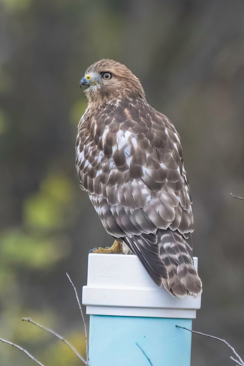 Red-shouldered Hawk - ML644576853