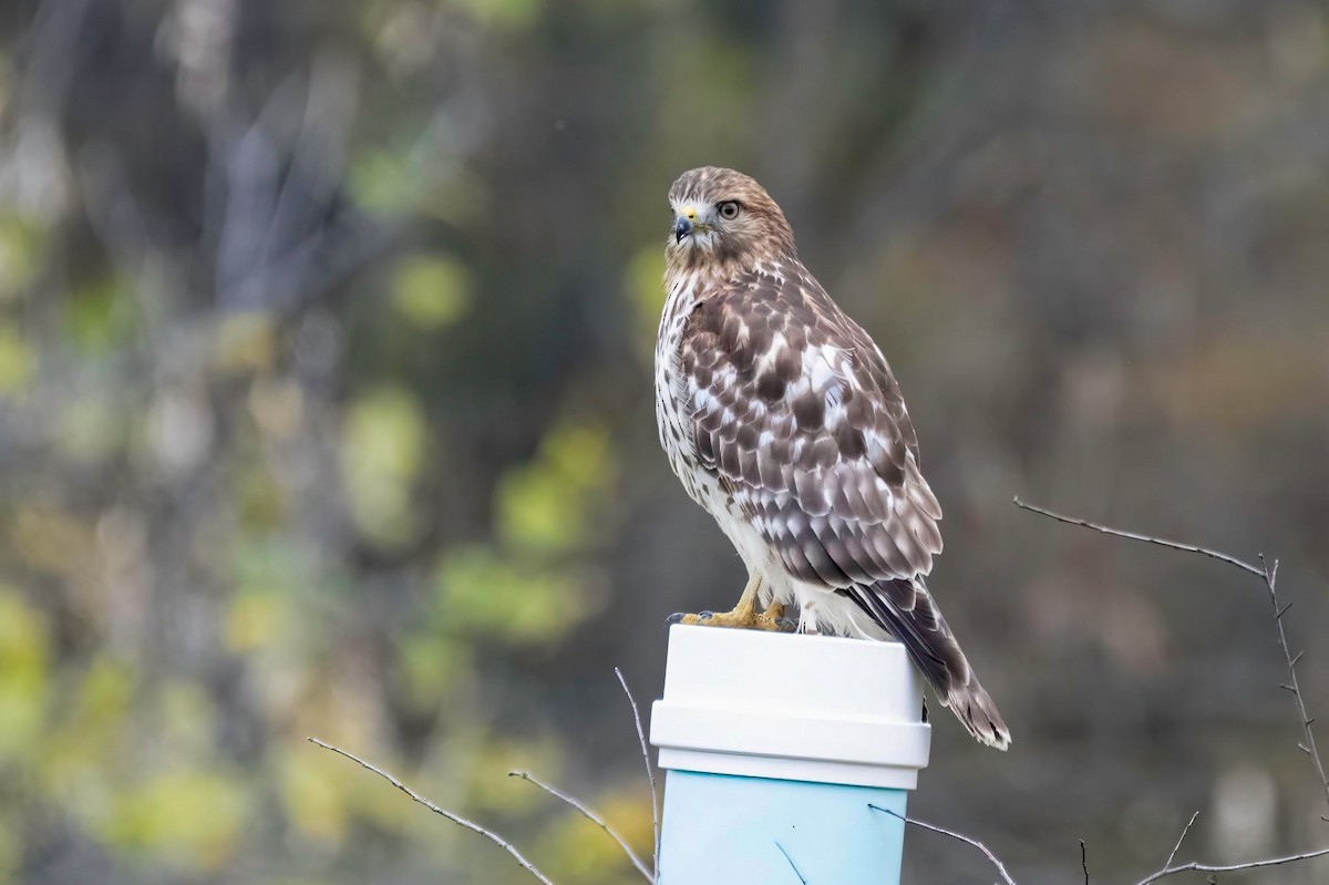 Red-shouldered Hawk - ML644576855